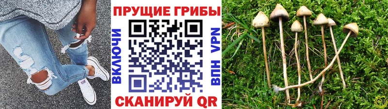маркетплейс клад Алексеевка Псилоцибиновые грибы MAGIC MUSHROOMS